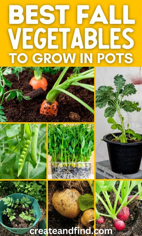 Collage of fall garden vegetables to grow in pots. Fall Gardening Tips, Food To Plant In The Fall, Vegetable Gardening For Beginners, Beginner Gardening Vegetables, Garden Vegetables To Grow, Vegetables To Grow In Pots, Growing Green Beans, Fall Pots, Winter Container Gardening