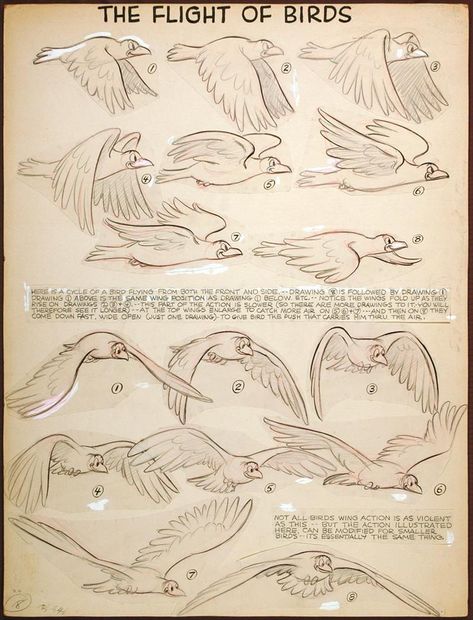 Preston Blair, Animation Storyboard, Animation Sketches, Animation Tutorial, Animation Reference, Animated Drawings, Animal Sketches, Bird Drawings, Birds Flying