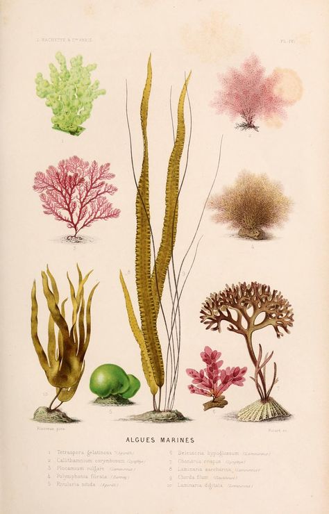 n74_w1150 | Le monde de la mer .... Paris,L. Hachette & Cie,… | Flickr Ocean Plants, Sea Plants, Illustration Botanique, Nature Conservation, Nautical Art, Scientific Illustration, Botanical Drawings, Aquatic Plants, Antique Prints