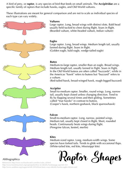 Be slightly more in-the-know about identifying whatever predatory bird is flying overhead! This is just a guide for general body shapes that can help you go “that’s a falcon” vs “that’s an accipiter... Wing Types Drawing, Avian Anatomy, Wing Anatomy, Types Of Wings, Winged People, Science Fact, Wings Drawing, Wings Art, Bird Wings