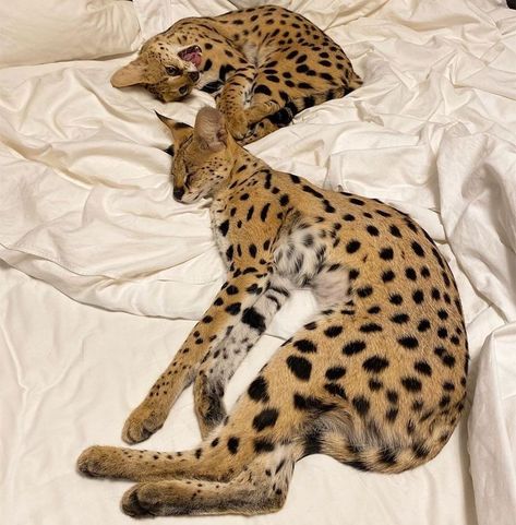 Savanna Cat, African Serval, Serval Cats, Dream's Cat, Savannah Cat, Cute Animals Puppies, Cat Pose, Great Cat, Cat Parenting