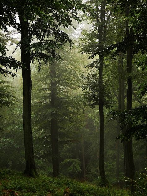 High Forest.... by JoannaRB2009 on Flickr 숲 사진, Forest Aesthetic, Tall Trees, Walk In The Woods, Tree Forest, Green Trees, Enchanted Forest, Beautiful Tree, In The Woods