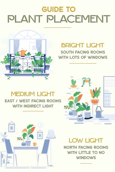 Plant Placement, Plant Care Houseplant, Plant Journal, Inside Plants, Growing Plants Indoors, Indoor Plant Care, Low Light Plants, Plant Guide, Plant Decor Indoor