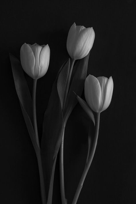 Load image into Gallery viewer, Monochrome image of 3 white tulips on a black background Dark Fine Art, Black Flowers Wallpaper, Floral Art Prints, Flowers Black Background, Black Hd Wallpaper, Tulips Art, Black Background Photography, Garden Decor Ideas, Black Tulips