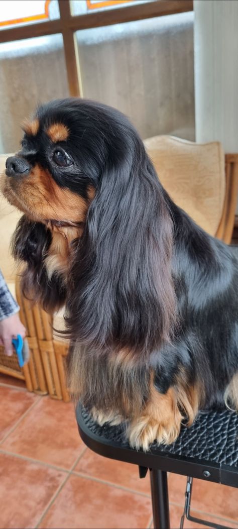 Cavalicious Black and Tan King Charles Cavalier Spaniel Black & Tan, Black Cavalier King Charles Spaniel, Black And Tan Cavalier King Charles, King Charles Spaniel Black, Happy Turtle, Cavalier King Charles Dog, King Charles Dog, Cavalier Spaniel, King Charles Cavalier