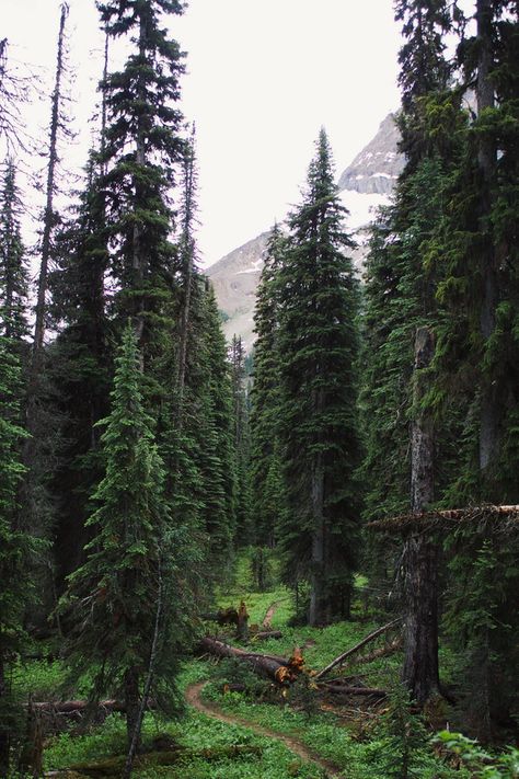 Mountain Alps, Canadian Forest, Dark Forest Aesthetic, Halloween Wallpaper Iphone Backgrounds, Road Trip Camping, Yoho National Park, Nature Art Drawings, Forest Path, Forest Pictures