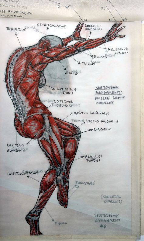 Whole Body Anatomy Drawing, Punkty Spustowe, Figure Drawing Tutorial, Paper Construction, Male Figure Drawing, Construction Lines, Anatomy Sculpture, Human Anatomy Drawing, Human Figure Drawing