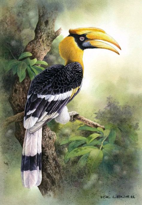 Hornbill Painting, Hornbill Drawing, Malaysia Culture, Burung Kakatua, Malaysian Art, Botanical Mural, Beautiful Paintings Of Nature, Fabric Colour Painting, Color Pencil Sketch