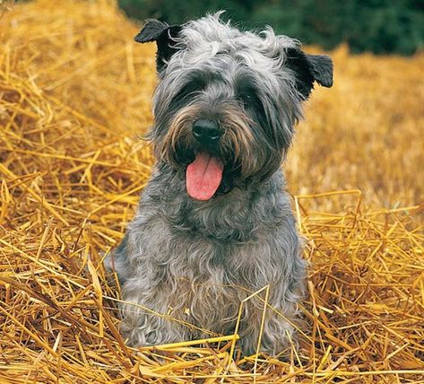 Irish Dog Breeds, Glen Of Imaal, Cave Canem, Glen Of Imaal Terrier, Disabled Dog, Kerry Blue Terrier, Cairn Terriers, Norwich Terrier, Dog List