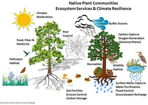 Overview Ecosystem Services & Nature Based Solutions - Native Plant Conservation Campaign Forest Vegetation, Ecosystem Services, Nitrogen Fixation, Green School, Water Food, World Water, Economic Policy, Food Forest, Wildlife Habitat