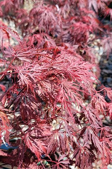 A stunning choice, this dwarf accent tree features rich red, deeply dissected foliage all season long, on a mounded, weeping form; delicate appearance yet tough and cold tolerant; a highly desirable specimen for the garden or large patio containers. Large Patio, Acer Palmatum, Landscaping Supplies, Japanese Maple, The Garden, Vikings, Minnesota, Nursery, Velvet