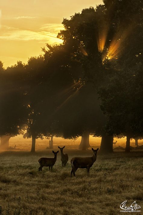 Fotografia First rays de Max Ellis na 500px Richmond Park, London Park, By Max, Pics Art, Beautiful Creatures, Sunrise Sunset, Beautiful World, Wonders Of The World, Pet Birds