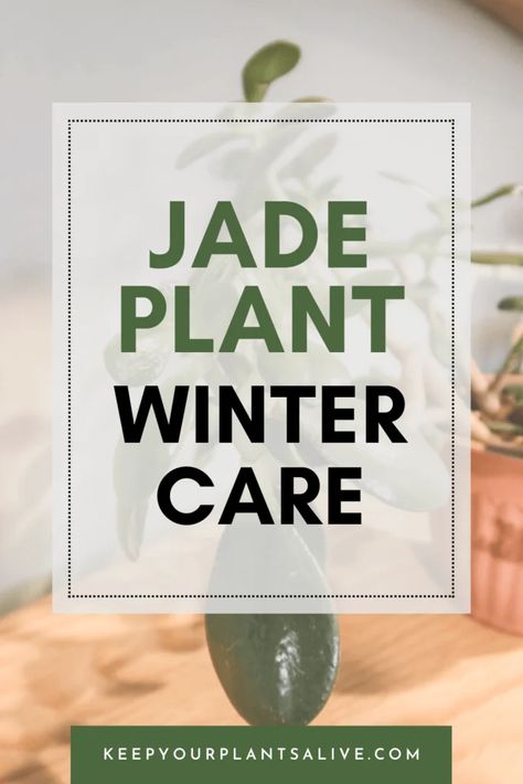 Eager to protect your jade plant this winter? Learn the essentials of jade plant winter care with our guide. Jade Plant Care, Jade Tree, Winter Care, Plant Care Instructions, Lit Meaning, Jade Plant, Jade Plants, Green Gems, Winter Trees