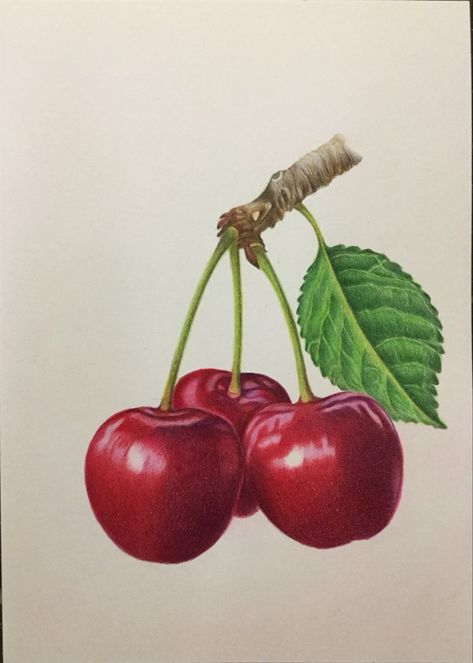 Art Prismacolor, Cherry Drawing, Cherry Art, I Am Good, Prismacolor Art, Fruits Drawing, Boho Art Drawings, Cherry Color, Colored Pencil Artwork