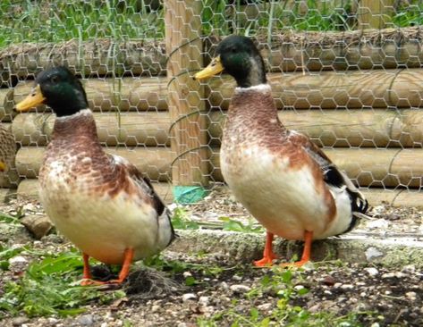 Silver Appleyard - Wikipedia Appleyard Ducks, Khaki Campbell Ducks, Types Of Ducks, Duck Breeds, Animal Painter, Raising Ducks, Duck House, Duck Eggs, Chicken Breeds