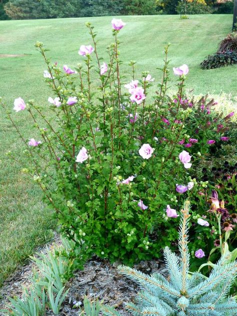 Rose Of Sharon Blue Chiffon, How To Prune Rose Of Sharon, Rose Of Sharon Landscape Ideas, Rose Of Sharon Tree, Rose Of Sharon Bush, Prime Rose, Rose Hedge, Pruning Plants, Landscaping With Roses