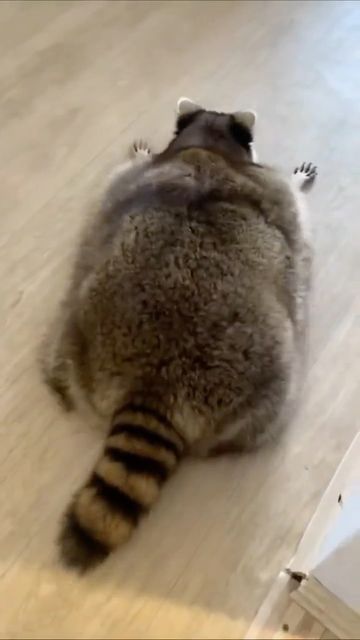 Fat Raccoon, Chubby Animals, Fat Animals, Cute Small Animals, Funny Meems, Funny Meme, Edgy Memes, Memes Funny, Small Pets