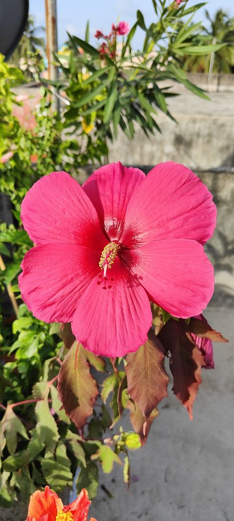 Hibiscus, Hibiscus Moscheutos, Crimsoneyed Rosemallow, Eastern Rose-mallow, Hardy Hibiscus, Mallow Rose, Rose Mallow, Swamp Mallow, Swamp Rose, Swamp Rose-mallow, Wild Cotton Hybrid Hibiscus, Swamp Rose, Rose Mallow, Yard Plants, Hardy Hibiscus, Hibiscus Plant, Flower Plants, Hibiscus, Still Life