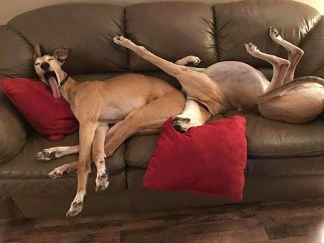 Goofy Dog, Funny Dog Pictures, Great Danes, Dogs Funny, Therapy Dogs, Love My Dog, Sleeping Dogs, Funny Animal Pictures, Whippet