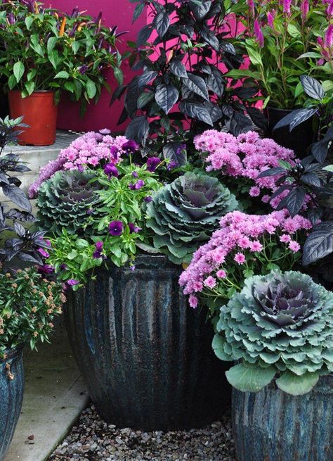 How to give summer container plantings a budget update for fall Garden Mums, Fall Container Plants, Fall Pots, Homecoming Freshman, Fall Container Gardens, Ornamental Cabbage, Fall Containers, Senior Overalls, Homecoming Ideas