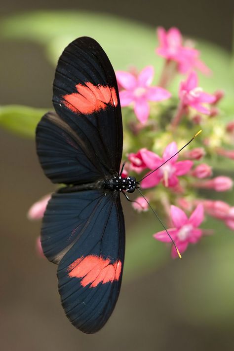 Most Beautiful Butterfly, Papillon Butterfly, Moth Caterpillar, Flying Flowers, Butterflies Flying, Beautiful Bugs, Butterfly Pictures, Butterfly Kisses, Pisco