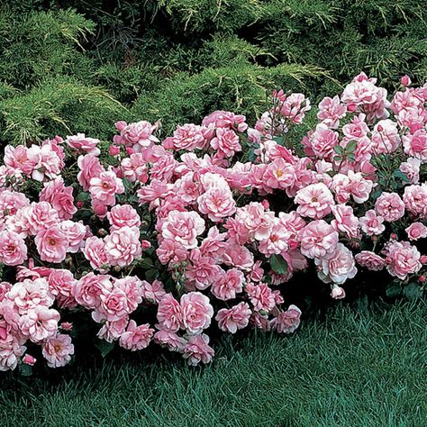 Rosa ‘China Doll’ (Polyantha rose, Sweetheart rose) - Fine Gardening Plant Guide Rosa China, Garden Front Of House, Secret Garden Book, Spring Hill Nursery, Best Roses, Rose Fairy, China Rose, China Doll, Shrub Roses