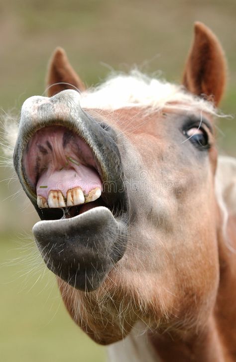 Horse. A laughing horse is showing his teeth , #AFFILIATE, #laughing, #Horse, #horse, #teeth, #showing #ad Laughing Horse, Popular Sayings, Farm Horses, Horses