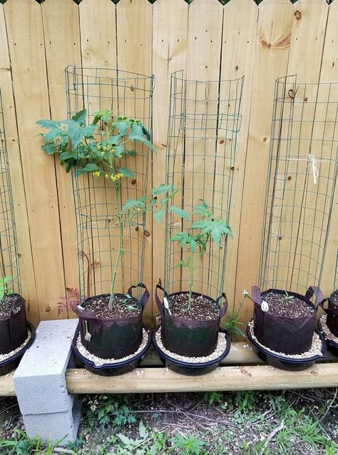 As seen on Larry Hall's Grow Bag System FB; someone had the brilliant idea to use oil drain pans for the water reservoir. Which are less than 3.00 at Walmart. Less space, less gravel, looks awesome. Brilliant. I may never dig a garden bed again. You can grow Anything in these! Grow Bag Trellis, Garden Grow Bags, Garden Bags Ideas, Bag Gardening Ideas, Grow Bag Garden Layout, Growbag Garden Ideas, Temporary Garden Ideas, Grow Bags Gardening Vegetables, Grow Bag Garden Design