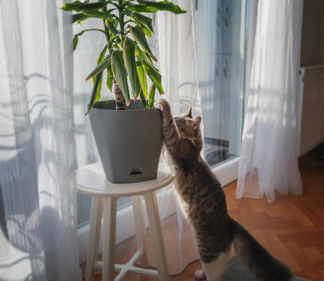 How to Keep Cats Away From House Plants (Effective Ways & Expert Tips) Cat Friendly Plants, Cat Repellant, Cat Plants, Plant Problems, Citrus Essential Oil, Soil Layers, Pet Safe, Cat Friendly, Litter Box