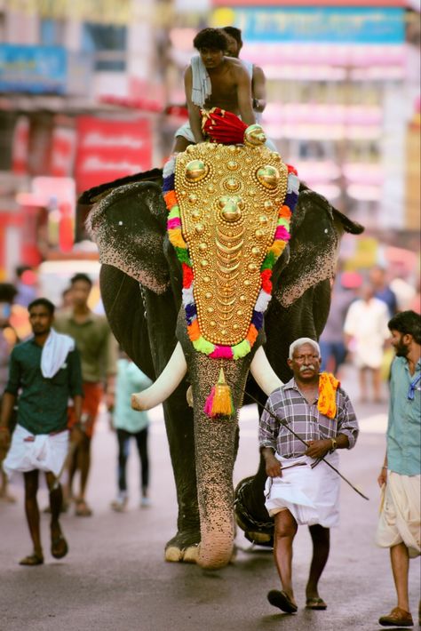 #elephant #kerala #festival #elephantvideos Kerala Elephant, Kerala Festival, Elephant Gif, Indian Festivals, Bulletin Boards, Kerala, Pet Birds, Elephant, Character Design