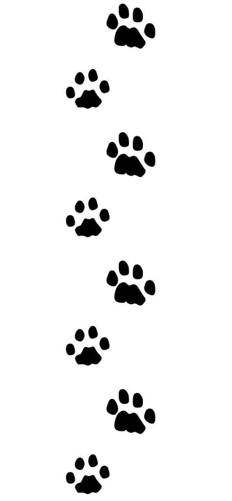 Lion Paw Tattoo, Bear Tracks, Spotted Animals, Paw Tattoo, Lion Paw, Animal Tracks, Mountain Lion, Animal Control, Nature Study