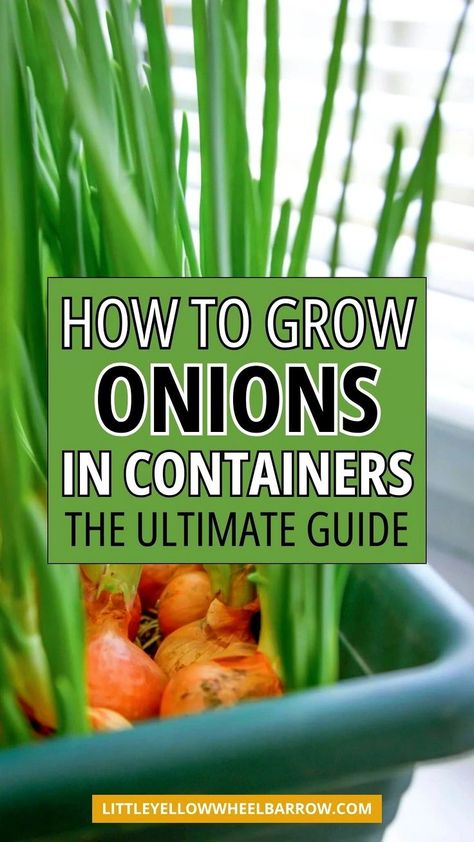 How to grow onions in containers or pots. The best vegetable gardening tips and ideas for growing and harvesting onions in containers. Growing onions in containers is easy and simple. Learn the best soil to use in your container, the best types of onions to grow in a pot, and the amount of sunlight needed to grow onions in containers. Growing onions in containers tips and advice for beginners or avid gardeners. Growing Onions In Containers, Onion Types, Harvesting Onions, Onions In Containers, Container Vegetable Gardening, Grow Onions, Green Onions Growing, Growing Vegetables At Home, Types Of Onions