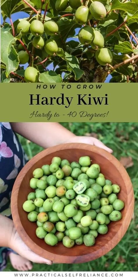 Growing Cold Hardy Kiwi: Hardy to -40℉ - Want to learn how to grow kiwi plants? I'll show you exactly how to grow kiwi from fruit cuttings, and how to grow kiwi from seed! These cold hardy tropical plants can be grown in cold climates, even if temps get down to -40℉! gardening for beginners | growing exotic fruit Grow Kiwi From Seed, Kiwi Growing, Backyard Trellis, Hardy Kiwi, Kiwi Vine, Seed Growing, Food Forest Garden, Kiwi Berries, Growing Fruit Trees