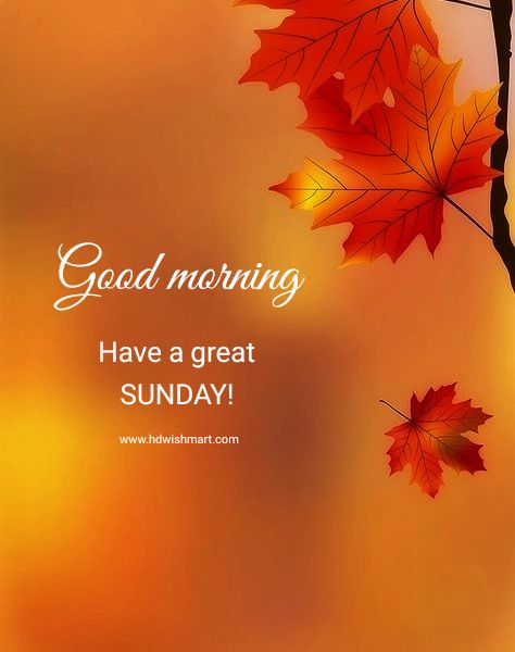 Sunday Morning Gif, Happy Sunday Funny, Happy Sunday Morning Quotes, Happy Sunday Coffee, Happy Sunday Wishes, Sunday Wishes Images, Happy Sunday Flowers, Happy Sunday Messages, Morning Sunday Images