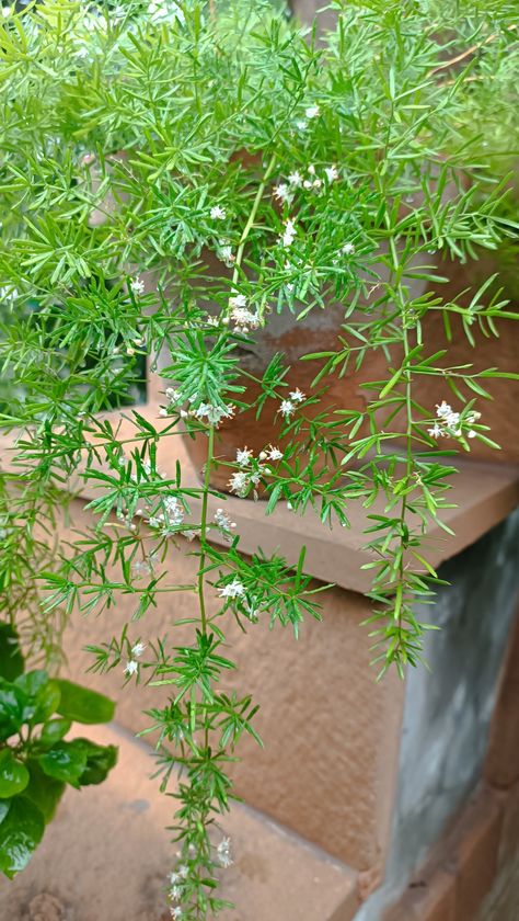 My love for asparagus flowers😍 Asparagus Flower, Asparagus, My Love, Plants, Flowers