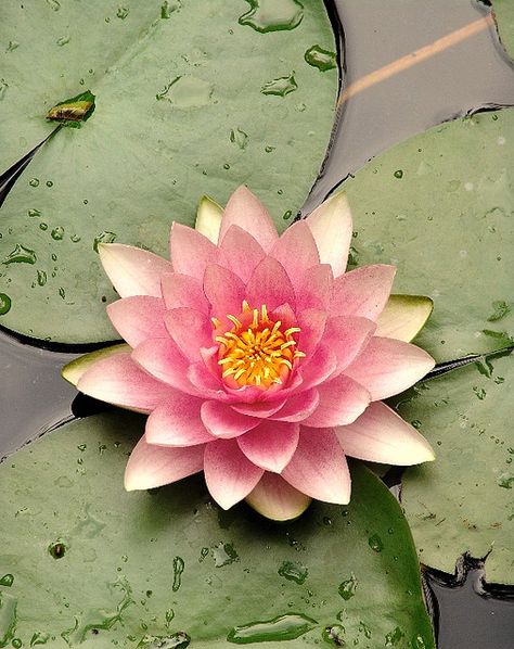 fragrant water lily | Flickr - Photo Sharing! Nymphaea Lotus, Lotus Flower Wallpaper, Lilies Drawing, Lotus Flower Pictures, Lotus Art, Water Lilly, Beautiful Flowers Pictures, Water Flowers, Watercolor Rose