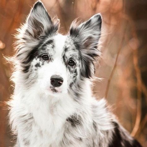 100 Unique Names for Blue and Merle Dogs Border Collie Merle, Cool Pet Names, Border Collie Puppies, Collie Puppies, Australian Shepherd Dogs, Border Collie Dog, Australian Shepherds, Yorkshire Terrier Puppies, Pretty Dogs