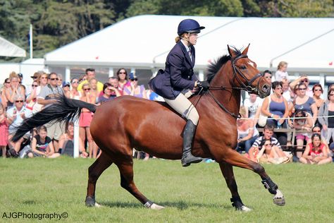 Bareback Jumping, Bareback Horse Riding, Bareback Riding, Horse Trials, Equestrian Aesthetic, Riding Horse, Cute Horses, Show Jumping, Horse Riding