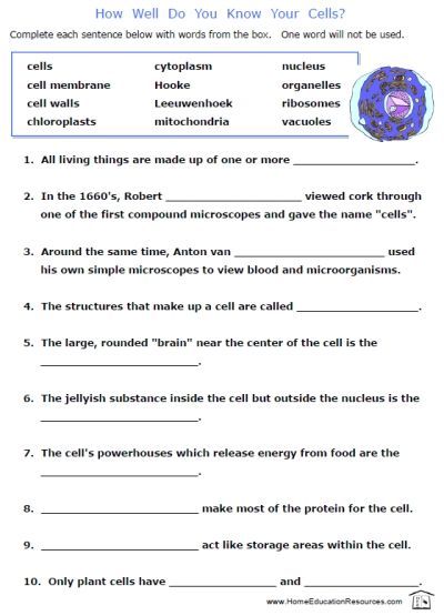 Cells Worksheets 7th Grade Middle School Health, Science Cells, Cells Worksheet, Biology Worksheet, Biology Classroom, 7th Grade Science, High School Biology, Biology Lessons, Synthetic Fibres