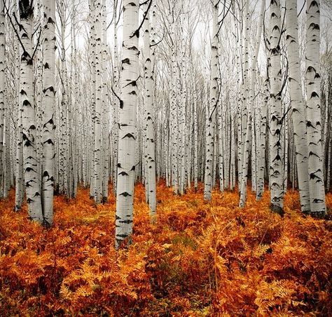 Sharp contrast. Birch Tree Forest, Aspen, CO. #Wanderlusting #SummerofDoing 숲 사진, Foto Tips, Beautiful Sites, Foto Art, Alam Yang Indah, Land Art, On The Ground, Pics Art, Beautiful Tree