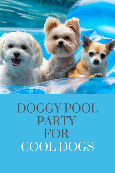 Keep your dogs cool in summer by hosting a doggy pool party. Invite some doggy friends and watch your dogs having fun in the sun. Find out how to stop dogs from overheating , make icy treats and the best interactive floating toys. Dog Pool Party, Dog Pools, Diy Dog Accessories, Christmas Fireworks, Hyperactive Dog, Pool Party Invite, Pembroke Welsh Corgi Puppies, Apartment Dogs, Elevated Dog Bed