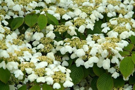 Viburnum plicatum f. tomentosum 'Mariesii' | BBC Gardeners World Magazine Viburnum Plicatum, Snowball Viburnum, Gardeners World, Garden Shade, Low Maintenance Shrubs, Winter Plants, Covered Pergola, Moon Garden, How To Attract Birds