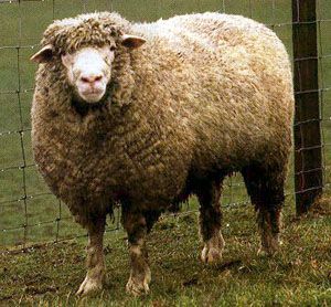 Breeds of Livestock -  Ile-de-France Sheep — Breeds of Livestock, Department of Animal Science Sheep Breeds, Oklahoma State University, Animal Science, Oklahoma State, A Cross, Slice Of Life, Leicester, The English, State University