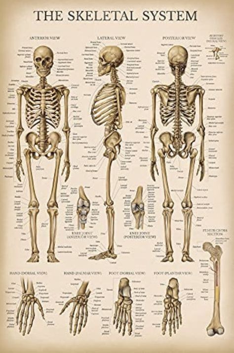 Skeletal System Poster, Vintage Medical Art, Human Skeleton Anatomy, The Skeletal System, Medical Drawings, Anatomy Poster, Skeleton Anatomy, Medical Posters, Medical Wallpaper