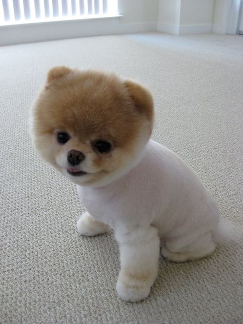 His name is Boo :) Boo The Cutest Dog, Boo Puppy, Boo And Buddy, World Cutest Dog, Boo The Dog, Cutest Puppy Ever, Cute Dog Photos, Very Cute Dogs, Bear Dog