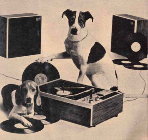 Dogs Love Records Mood Animals, Vintage Record Player, Party Animals, Rock N’roll, Record Players, Vintage Records, Hound Dog, Record Player, Record Store