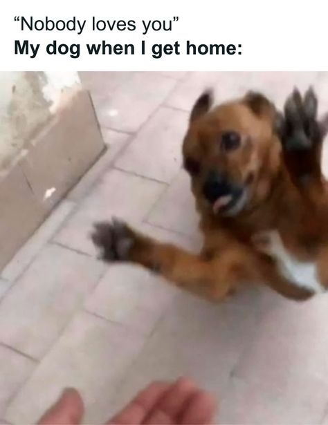 Funny-Small-Animal-Memes Dog Owner Memes, Funny Animal Memes, Dog Owner, Dog Memes, Funny Animal, Animal Memes, Memes, Funny, Gold