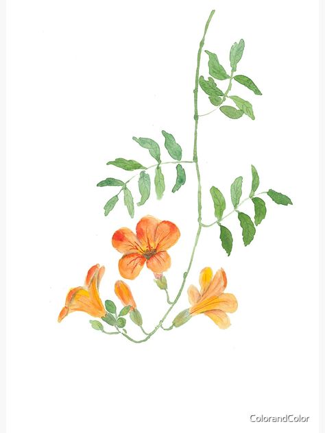 "orange trumpet vine watercolor " Art Board Print for Sale by ColorandColor | Redbubble Trumpet Vine Illustration, Trumpet Vine Drawing, How To Paint Vines, Vine Painting Simple, Flower Vine Painting, Creeper Tattoo, Orange Trumpet Vine, Girls Chair, Vine Watercolor