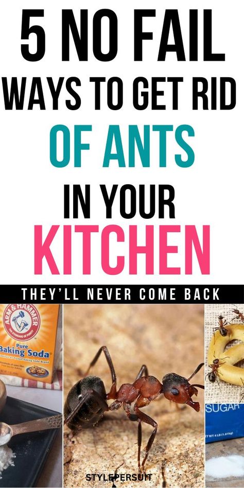 Ants in the kitchen can be a persistent nuisance. They invade our food storage, crawl over countertops, and can even find their way into appliances. While these tiny creatures may seem harmless, they can contaminate food and create unsanitary conditions. Here's a guide on how to effectively get rid of ants in your kitchen and keep them from coming back. Rid Ants In Kitchen, Natural Ways To Get Rid Of Ants In House, Ants In Kitchen Get Rid Of, Ant Control In House, Tiny Ants Get Rid Of, Natural Ways To Get Rid Of Ants, Getting Rid Of Ants In Kitchen, Best Way To Get Rid Of Ants, Natural Way To Get Rid Of Ants