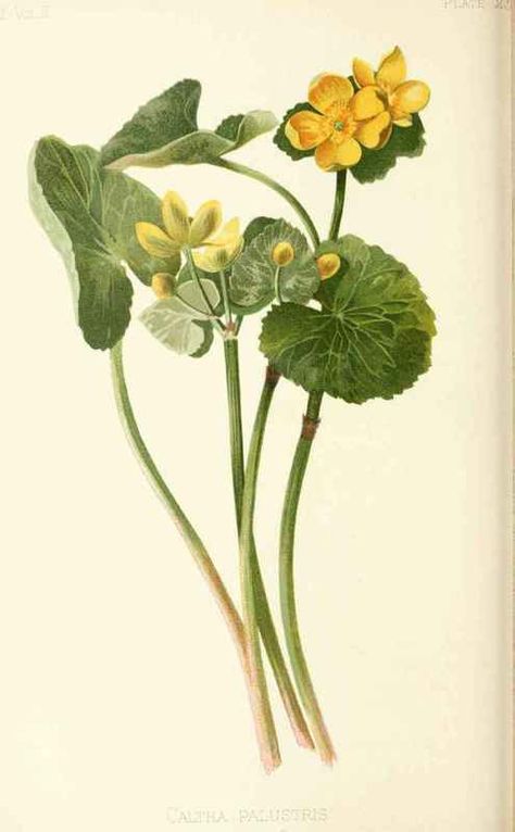 Marsh Marigold Marigold Tattoo, Scottish Flowers, Marsh Marigold, Edible Wild Plants, Watercolor Plants, Vintage Botanical Prints, Wild Plants, Botanical Drawings, May Flowers